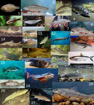 Bratfishing - Список рыб запрещенных к вылову на территории Украины
