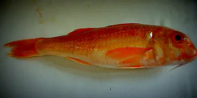 Рыбы черного моря: список рыб с описаниями, фото, видео