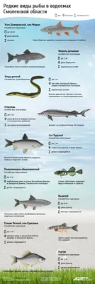 Какие редкие виды рыбы живут в водоемах Смоленской области. Инфографика |  Инфографика | АиФ Смоленск