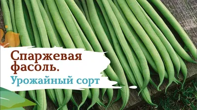 Купить семена Фасоль Серенгети F1 — от НПО Сады Росcии