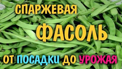 Выращивание спаржевой фасоли: просто и полезно | Огородник