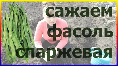 Как сажать фасоль спаржевую. Выращивание уход посадка фасоль спаржевая. -  YouTube