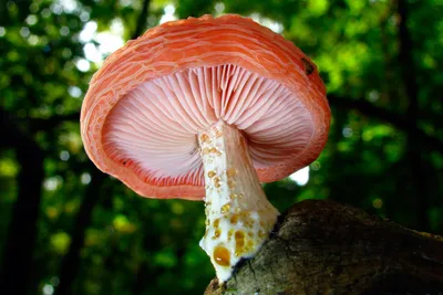 8 видов съедобных грибов, которые растут в популярных у туристов странах