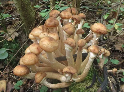 Опёнок осенний (Armillaria mellea; Armillaria borealis) фото и описание