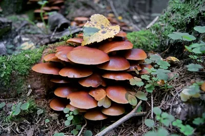 Съедобные грибы (36 фото) | Грибы, Осенний урожай, Лес