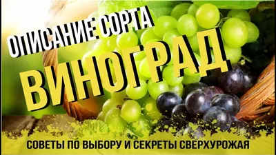 ВИНОГРАД ВИКТОР: купить саженцы винограда виктор в Одессе, Киеве и Украине  - Agro-Market