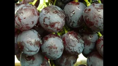 Виноград Рошфор (Grapes Roshfor)» 2015 - YouTube