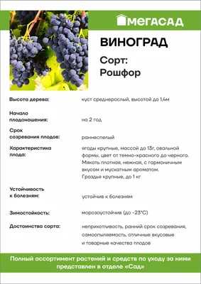 Саженец Виноград Рошфор Тёмный стойкий С 2л купить с доставкой в МЕГАСТРОЙ  Йошкар-Ола