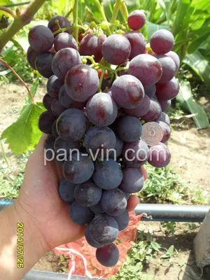 Рошфор — pan-vin.com