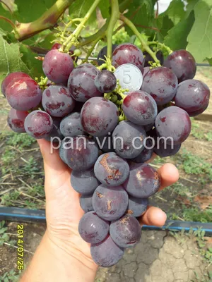 Рошфор — pan-vin.com