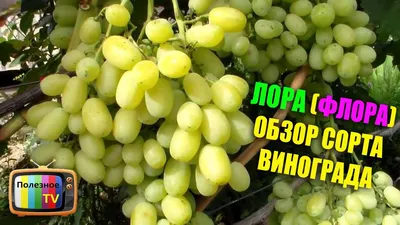 ЛОРА (ФЛОРА) СОРТ ВИНОГРАДА ОБЗОР - YouTube