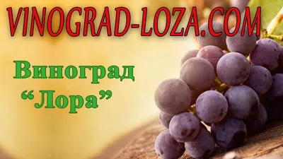 Описание сорта винограда Лора (Флора): фото, видео и отзывы | Vinograd-Loza