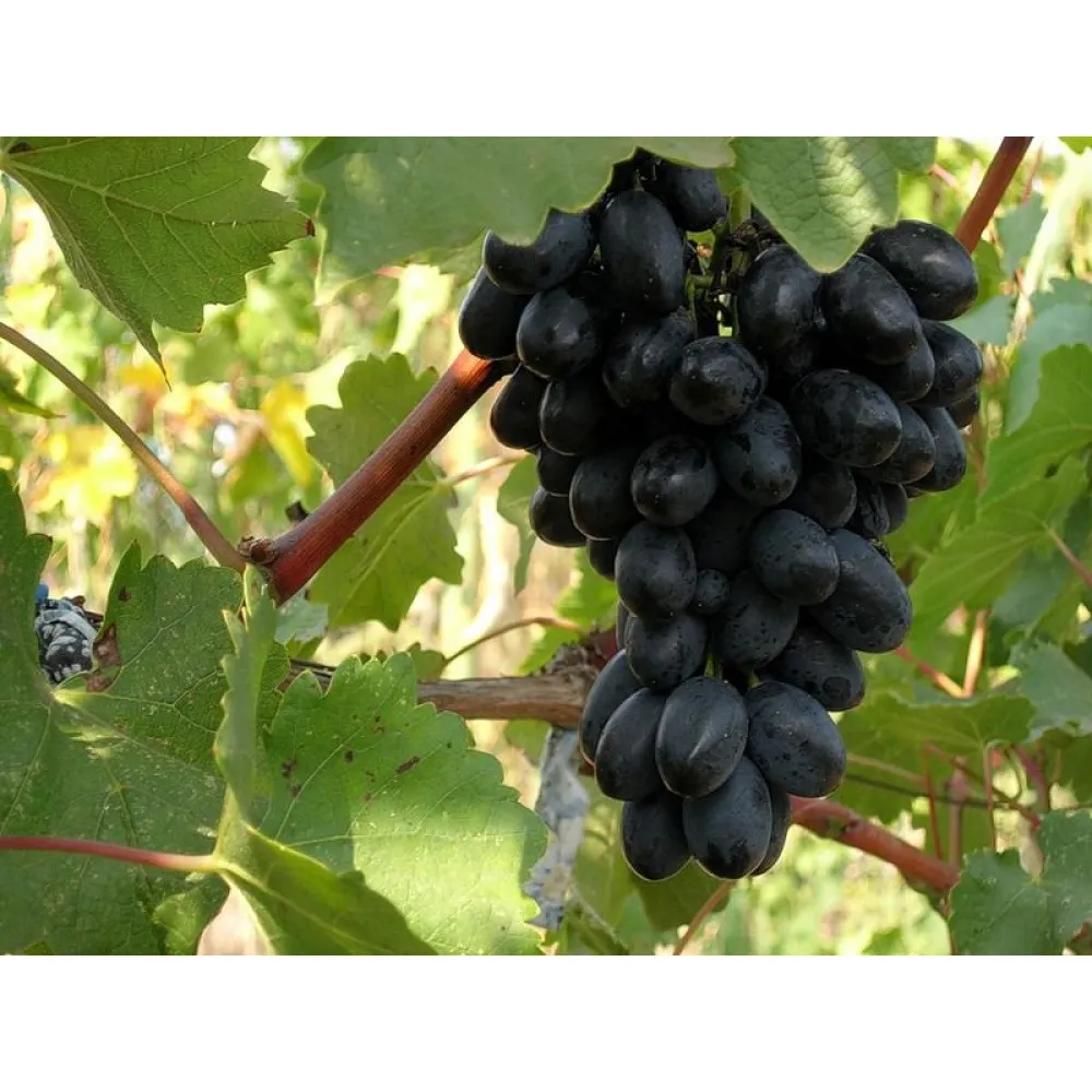 виноград первозванный фото