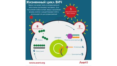 Что такое ВИЧ-инфекция и СПИД