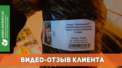 ВИШНЯ ЛУТОВКА: купить саженцы вишни лутовка голд в Одессе, Киеве и Украине  - Agro-Market