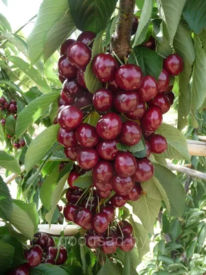 Сорта вишни в Витебской области.
