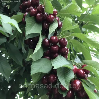 Саженцы вишни в Витебске., стр. 2
