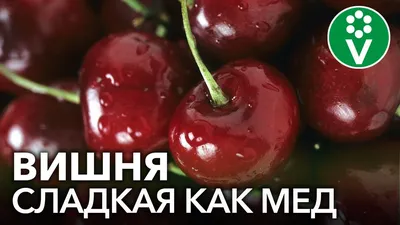 5 САМЫХ ВКУСНЫХ СОРТОВ ВИШНИ. Готовим из вишни изюм и мармелад - YouTube