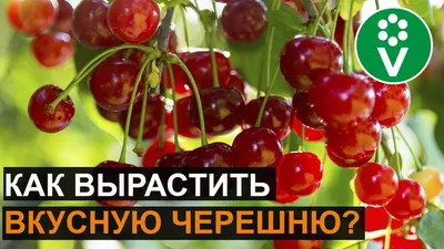 5 САМЫХ ВКУСНЫХ СОРТОВ ВИШНИ. Готовим из вишни изюм и мармелад - YouTube