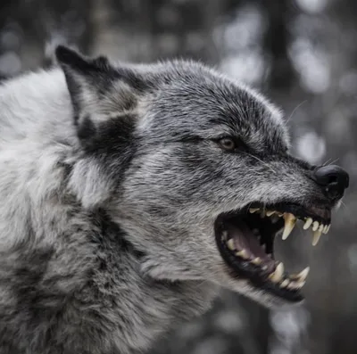 Картинки \"оскал волка\" (38 ФОТО) ⭐ Наслаждайтесь юмором! | Photos de loups,  Animaux beaux, Carte postale