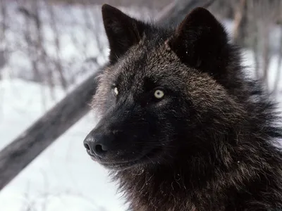 Волк — фото (подборка из 116 картинок) » Перуница | Black wolf, Dogs, Wolf