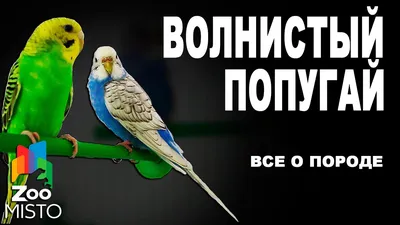 Волнистый попугай - Все о породе | Попугай породы - Волнистый - YouTube