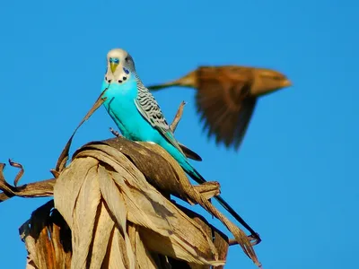 Волнистые попугаи (лат. Melopsittacus undulatus), фотографии волнистых  попугаев