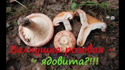 Волнушка розовая - ядовита ?!!! - YouTube