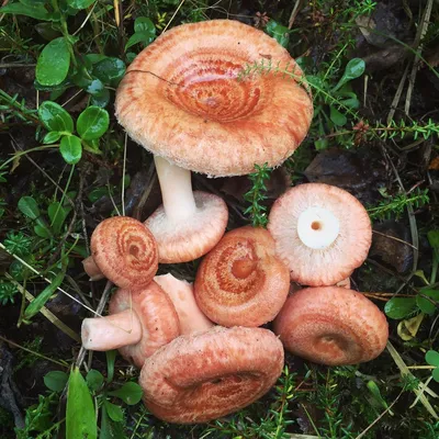 Волнушка розовая (Lactarius torminosus): описание, где растет, как  отличить, фото и сходные виды