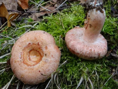 Волнушка розовая (Lactarius torminosus) - Picture Mushroom