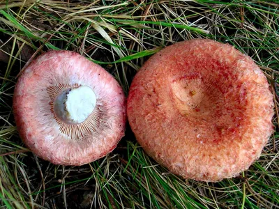 Волнушка розовая (Lactarius torminosus) фото и описание