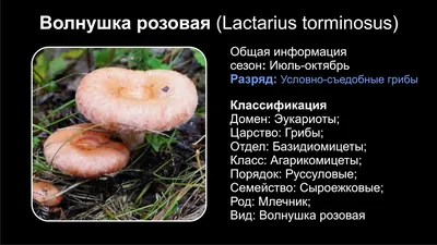 Волнушка розовая (Lactarius torminosus) - YouTube