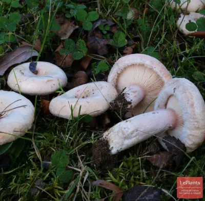 🍄 Волнушка белая (Lactarius pubescens) — Съедобные и условно съедобные  грибы, описание, фото | LePlants.ru