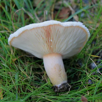 Волнушка белая (Lactarius pubescens): описание, где растет, как отличить,  фото и сходные виды