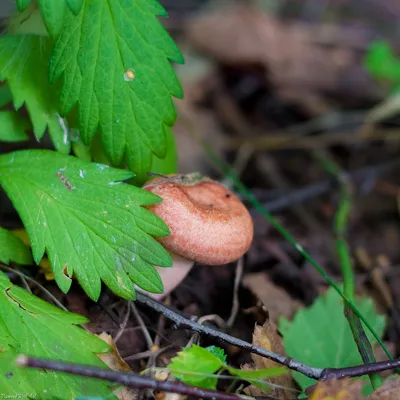 Волнушка розовая (Lactarius torminosus) – Грибы Сибири [Вложение: 6874]