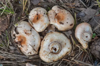 Волнушка белая (Lactarius pubescens) - грибы России