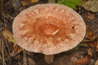 Волнушка розовая (Lactarius torminosus) - грибы России