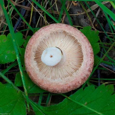 Волнушка розовая (Lactarius torminosus) – Грибы Сибири [Вложение: 6873]