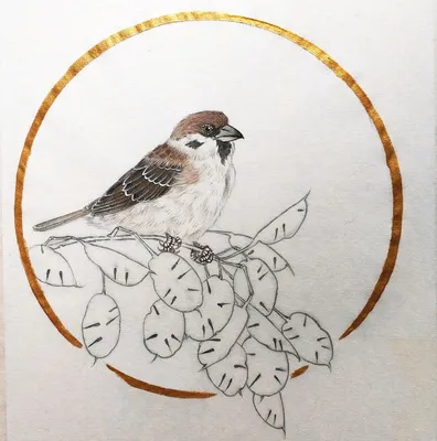 птица, Воробей, рисунок