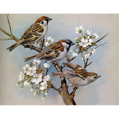 Картинки по запросу воробей картинки | Sparrow art, Sparrow drawing, Bird  art