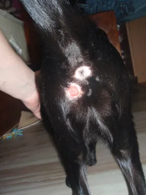 Воспаление параанальных желез у собак фото