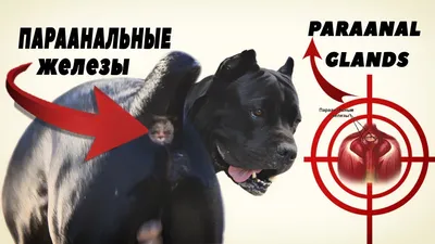 How to clean the paraanal glands in dogs. Causes and prevention. #canecorso  #dogs #dogs - YouTube