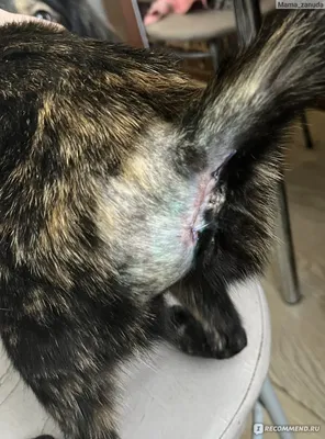 Чистка параанальных желез - «Воспаление параанальных желез у кошки.  Фотографии кошки после операции.» | отзывы