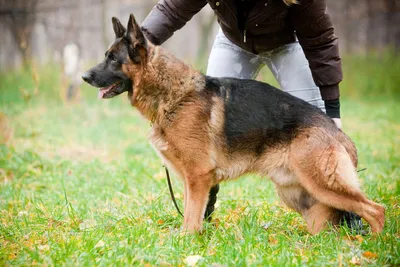 Немецкая овчарка (Deutscher Schaferhunde | German Shepherd) | Мир собак.  Журнал о собаках. Доска объявлений. Породы. Дрессировка.