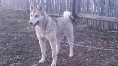 Западно-сибирская лайка 1,5 года в Кургане - Барахолка - Собаки и охотничье  собаководство