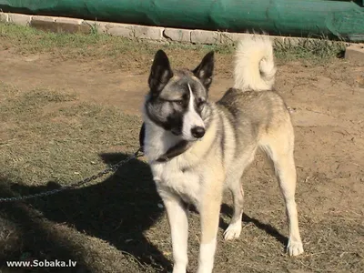 Западно-сибирская лайка МУХТАР ♢ Фото 48372 на SOBAKA.LV