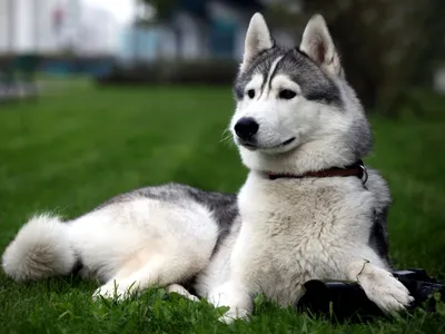 ЗАПАДНОСИБИРСКАЯ ЛАЙКА (Zapadnosibirskaya Laika) (West-Siberian Laika)