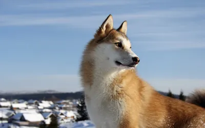 My dog West Siberian husky, Моя западно-сибирская лайка, Охотничья собака |  Охотничьи собаки, Собаки, Щенок хаски