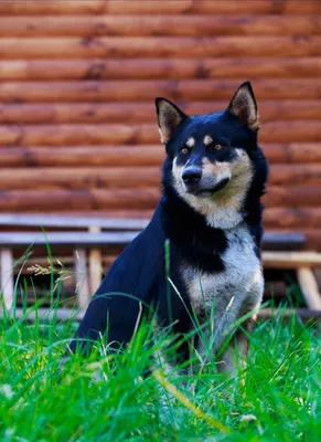 Восточносибирская лайка - Hunting dog