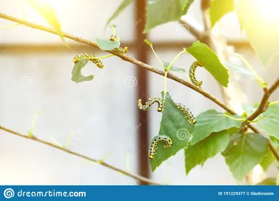 гусеницы едят березовые листья. насекомые-липучки в природе вредители в  естественной среде Стоковое Изображение - изображение насчитывающей  толщиной, естественно: 216723205